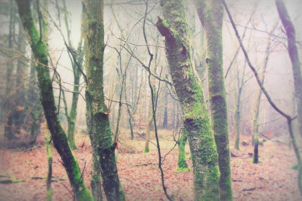 Englischer Wald an einem neblig nebligen Morgen — Stockfoto