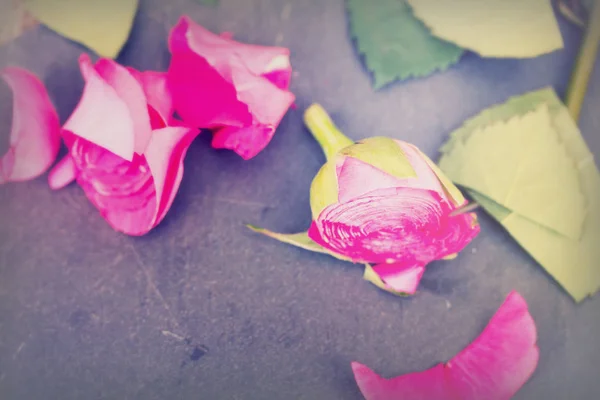 Rose cut up on piece of slate — Stock Photo, Image