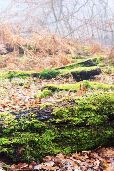 Tronchi ricoperti di muschio nel bosco la mattina nebbiosa — Foto Stock