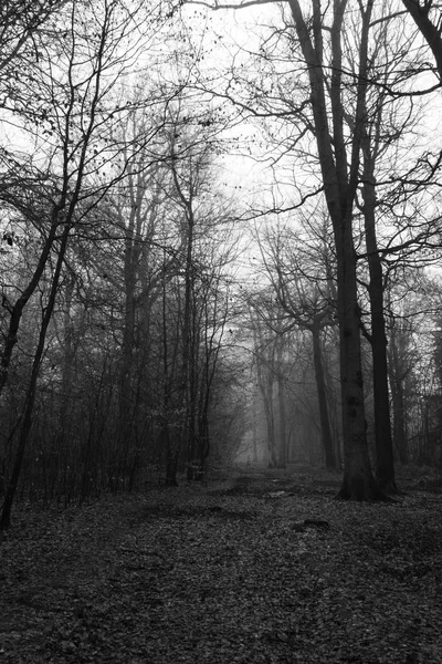 안개 낀 아침에 영어 숲 — 스톡 사진