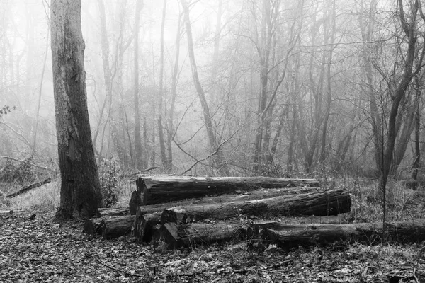 Moos bedeckte Baumstämme im Wald am nebligen Morgen — Stockfoto