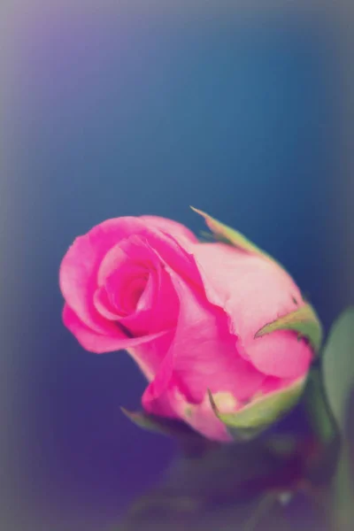 Λεπτή όμορφη τριαντάφυλλο σε ένα απλό φόντο — Φωτογραφία Αρχείου