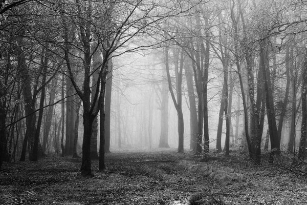 English woodland on a foggy misty morning