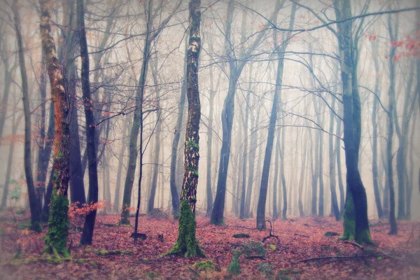 Englischer Wald an einem neblig nebligen Morgen — Stockfoto