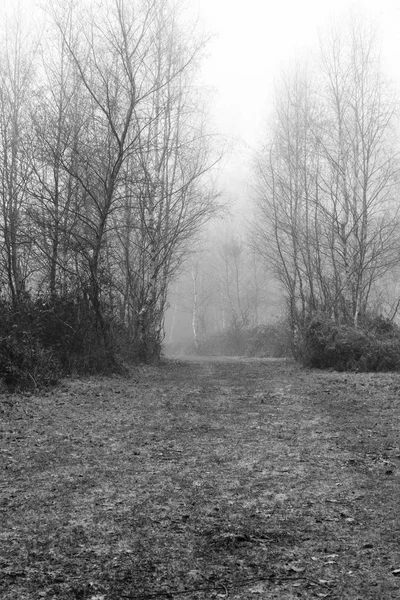 Englischer Wald an einem neblig nebligen Morgen — Stockfoto