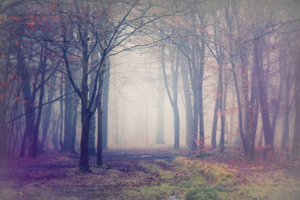 Engelska skogsmark på en dimmig Dimmig morgon — Stockfoto