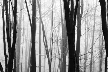 Sisli puslu sabah üzerinde İngilizce woodland