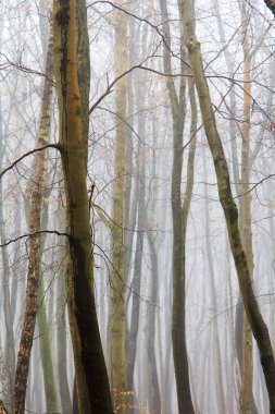 Sisli puslu sabah üzerinde İngilizce woodland