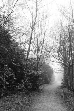 Sisli puslu sabah üzerinde İngilizce woodland