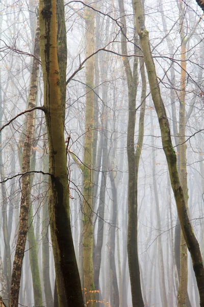 Sisli puslu sabah üzerinde İngilizce woodland — Stok fotoğraf