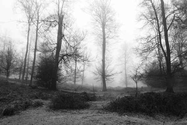 Bosque inglés en una nebulosa mañana brumosa — Foto de Stock