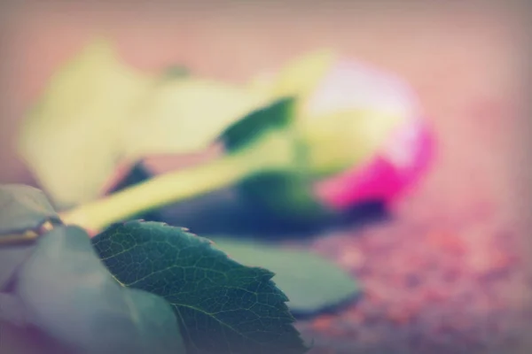 Delicate rose on a rustic metal background — Stock Photo, Image