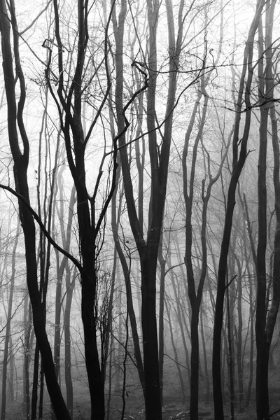 Sisli puslu sabah üzerinde İngilizce woodland