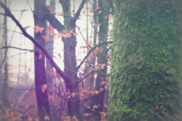 Bosque inglés en una nebulosa mañana brumosa —  Fotos de Stock