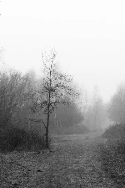 Englischer Wald an einem neblig nebligen Morgen — Stockfoto