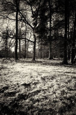 Ormandaki ağaçlar sayesinde düşük güneş