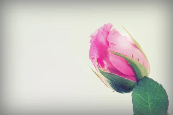 Rosa delicada sobre un fondo blanco liso — Foto de Stock