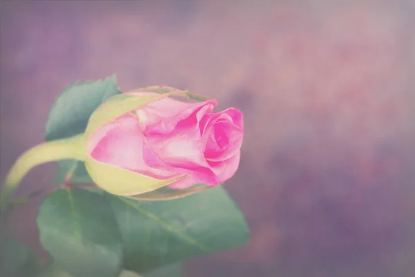 Delicate beautiful rose on a plain background — Stock Photo, Image