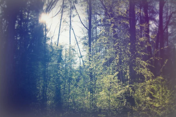 Laagstaande zon door de bomen in het bos — Stockfoto