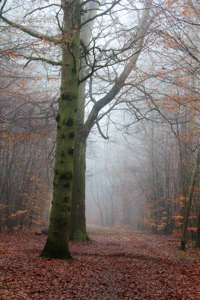 Sisli puslu sabah üzerinde İngilizce woodland — Stok fotoğraf