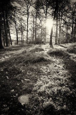 Ormandaki ağaçlar sayesinde düşük güneş