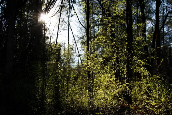 Sol bajo a través de los árboles en el bosque — Foto de Stock