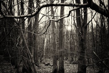 Ormandaki ağaçlar sayesinde düşük güneş