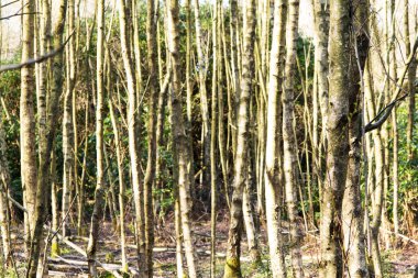 Ormandaki ağaçlar sayesinde düşük güneş