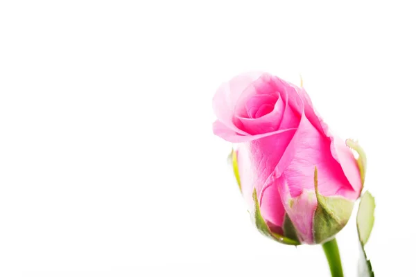 Delicate rose on a plain white background — Stock Photo, Image