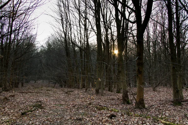 Low sun through trees in the woods