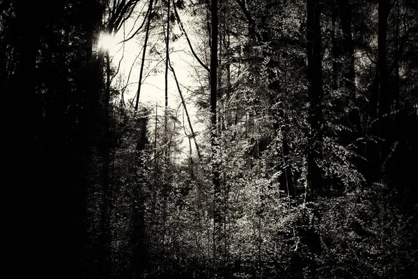 Низкое солнце сквозь деревья в лесу — стоковое фото