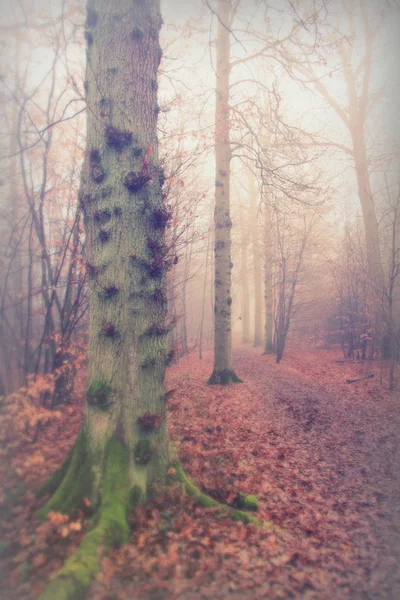 Engelska skogsmark på en dimmig Dimmig morgon — Stockfoto