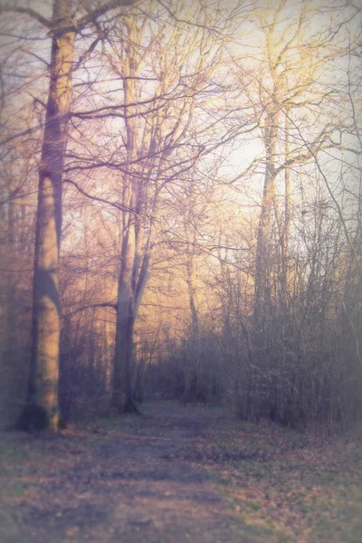 Χαμηλής ηλιοφάνειας, μέσα από τα δέντρα στο δάσος — Φωτογραφία Αρχείου