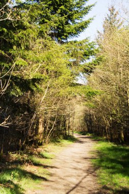 Ormandaki ağaçlar sayesinde düşük güneş