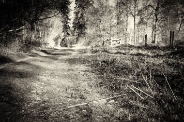 Ormandaki ağaçlar sayesinde düşük güneş