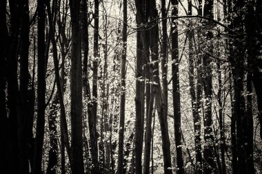 Ormandaki ağaçlar sayesinde düşük güneş
