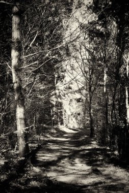 Ormandaki ağaçlar sayesinde düşük güneş