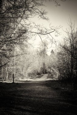 Ormandaki ağaçlar sayesinde düşük güneş