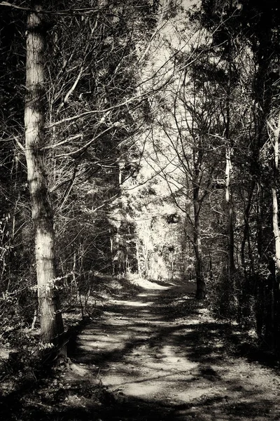 Ormandaki ağaçlar sayesinde düşük güneş