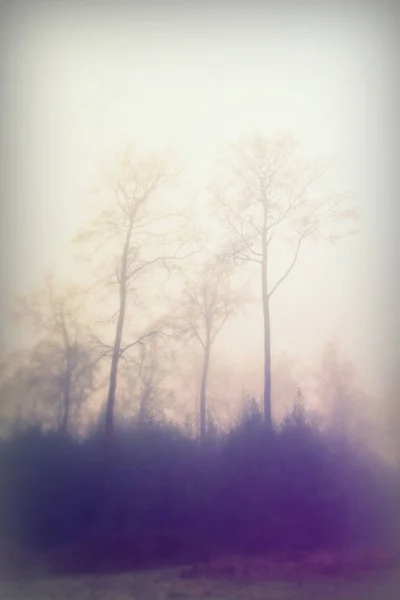 Forêt anglaise par une matinée brumeuse brumeuse — Photo