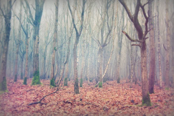 Bosque inglés en una nebulosa mañana brumosa — Foto de Stock