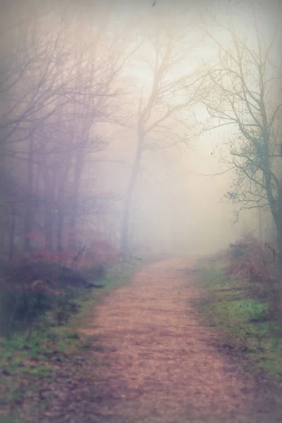 Floresta inglesa em uma manhã enevoada nebulosa — Fotografia de Stock