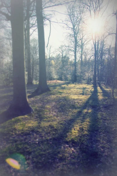 Tief stehende Sonne durch Bäume im Wald — Stockfoto