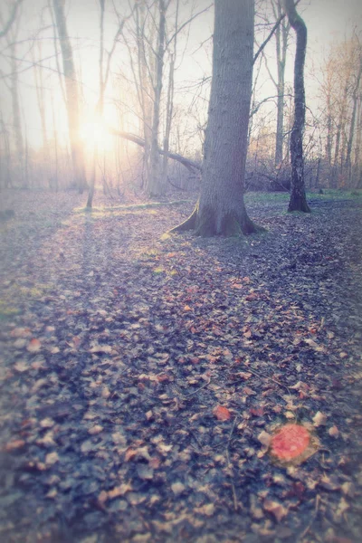 Sol bajo a través de los árboles en el bosque — Foto de Stock