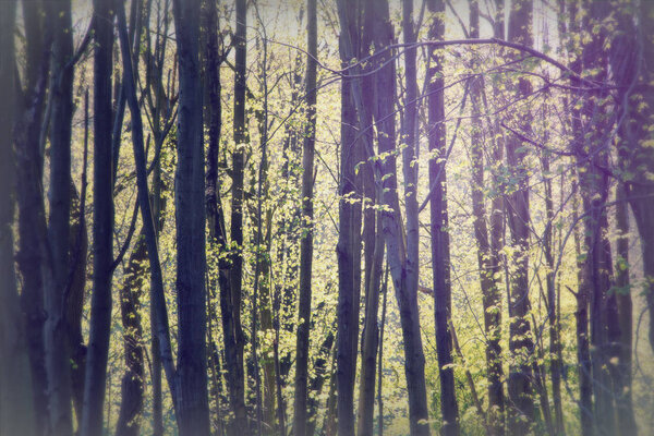 Low sun through trees in english woods