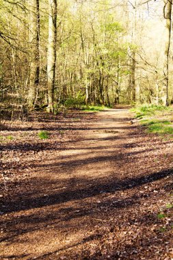 Ormandaki ağaçlar sayesinde düşük güneş