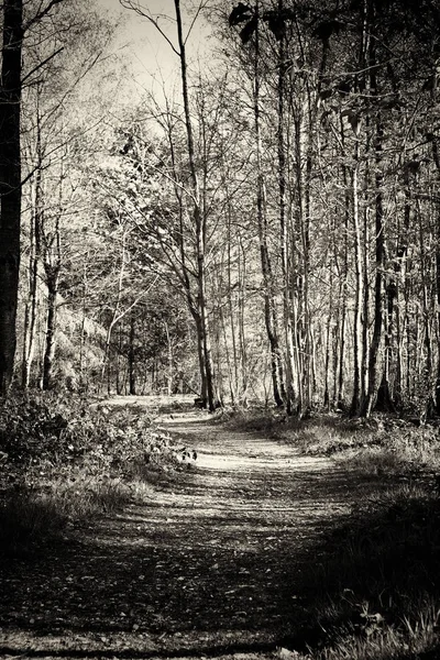 Sol bajo a través de los árboles en el bosque —  Fotos de Stock