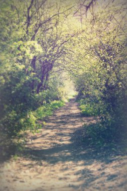 Ormandaki ağaçlar sayesinde düşük güneş