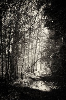 Ormandaki ağaçlar sayesinde düşük güneş