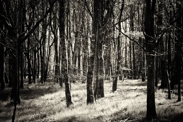 Sol bajo a través de los árboles en el bosque — Foto de Stock